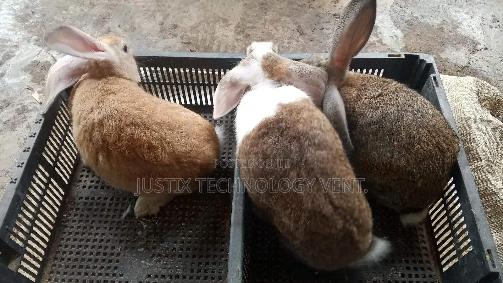 Rabbit for Sale