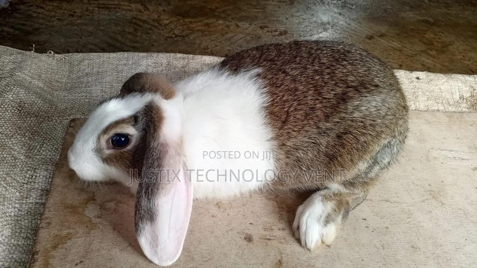 Rabbit for Sale