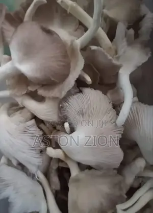 Fresh Organic Oyster Mushrooms