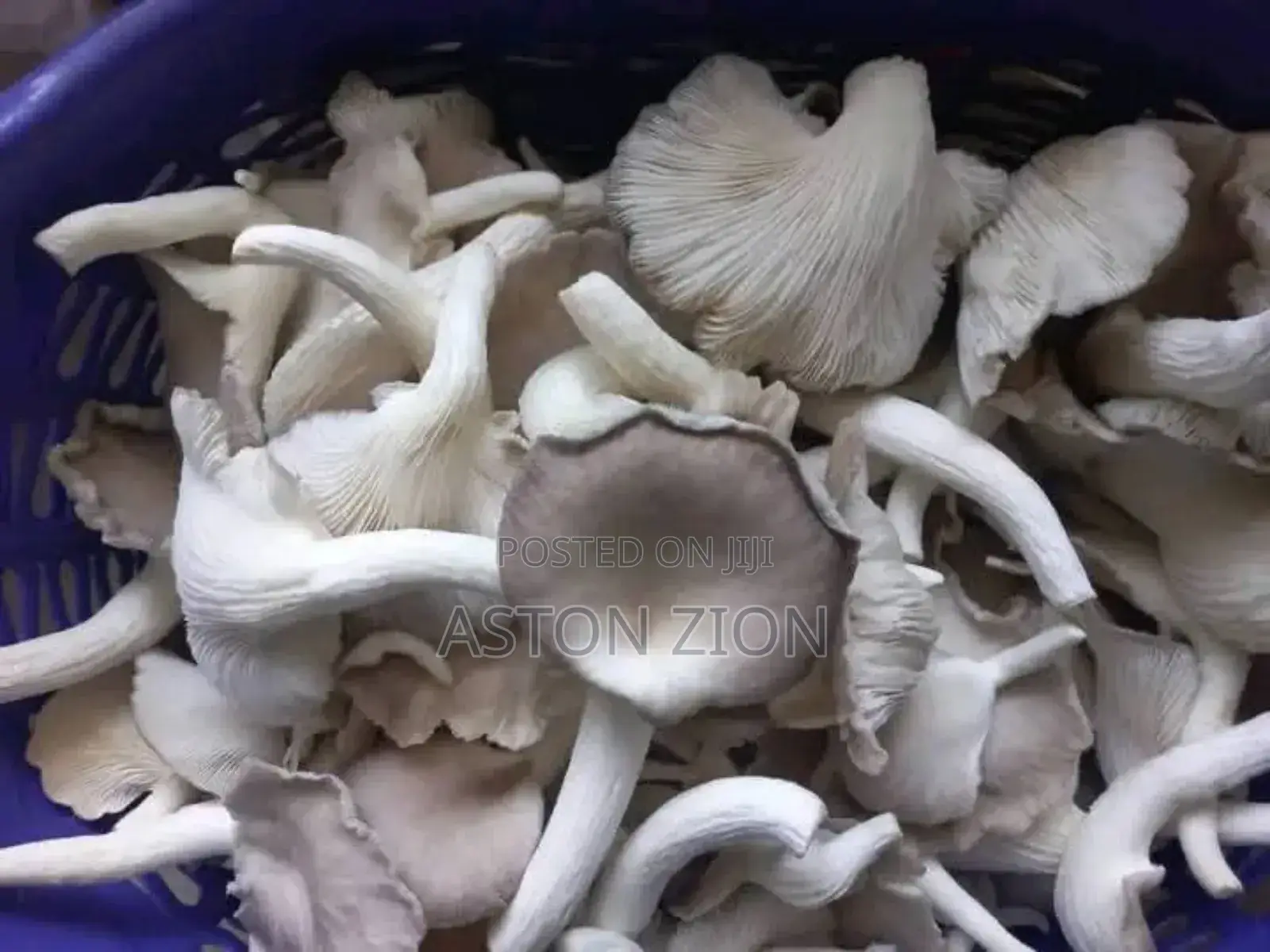 Fresh Organic Oyster Mushrooms