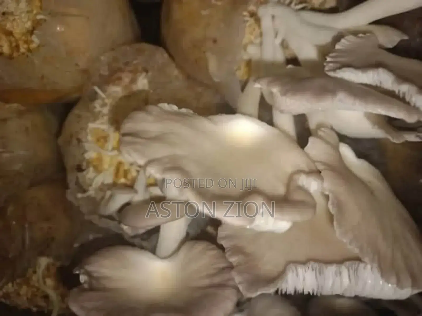 Fresh Organic Oyster Mushrooms