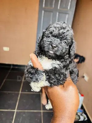 1-3 months Female Purebred Poodle