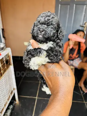 1-3 months Female Purebred Poodle
