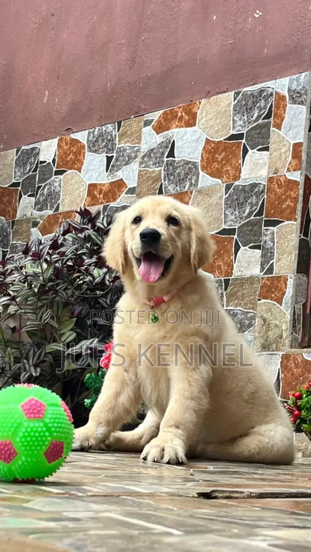 3-6 months Female Purebred Golden Retriever