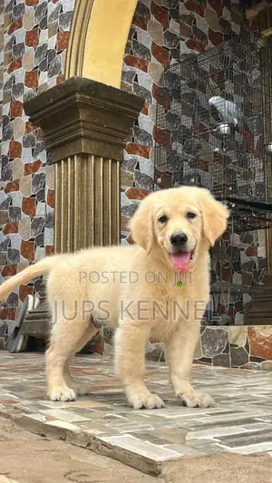 3-6 months Female Purebred Golden Retriever