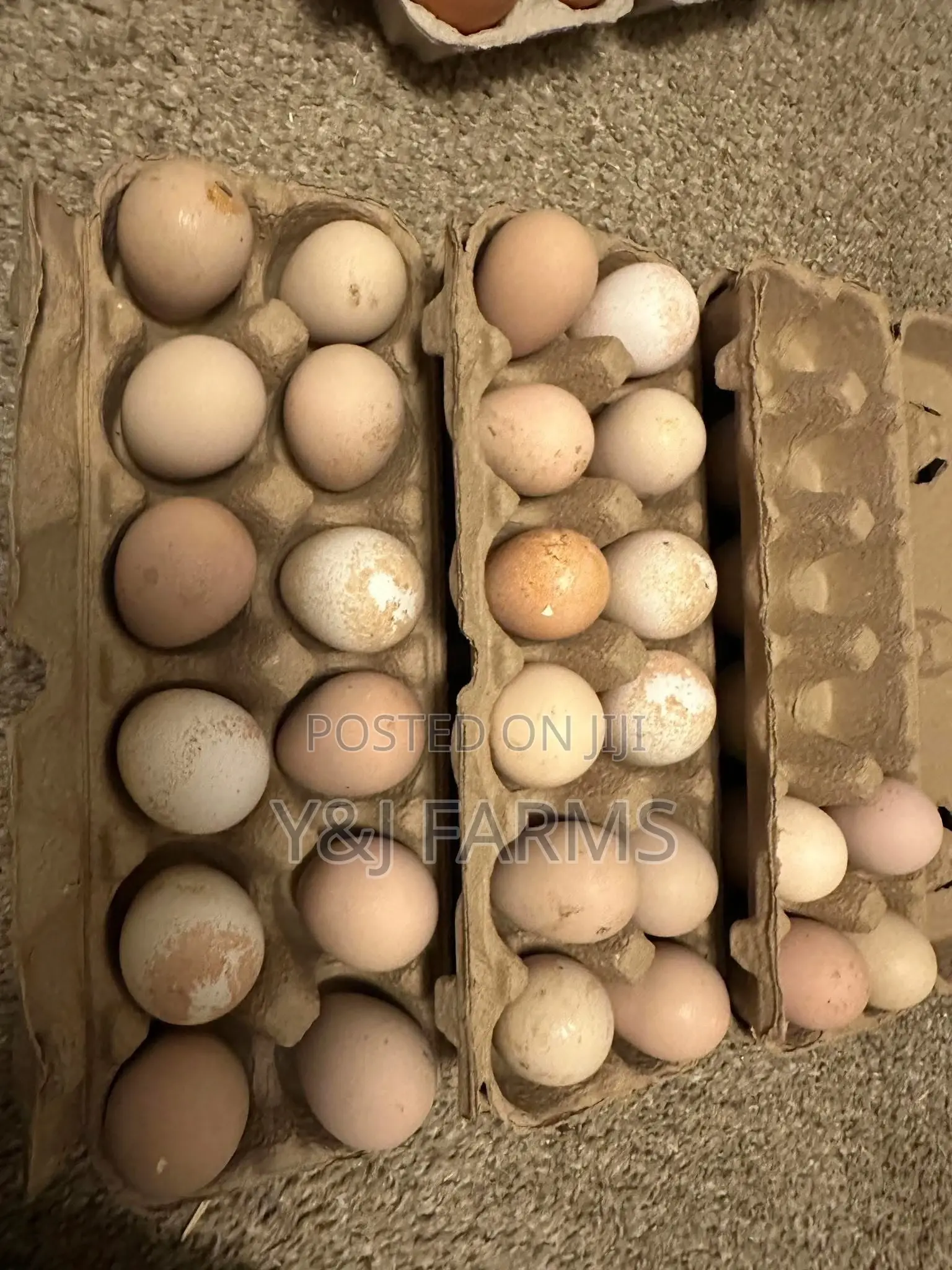 99% Fertile Guinea Fowl Eggs