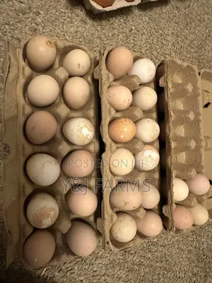 99% Fertile Guinea Fowl Eggs