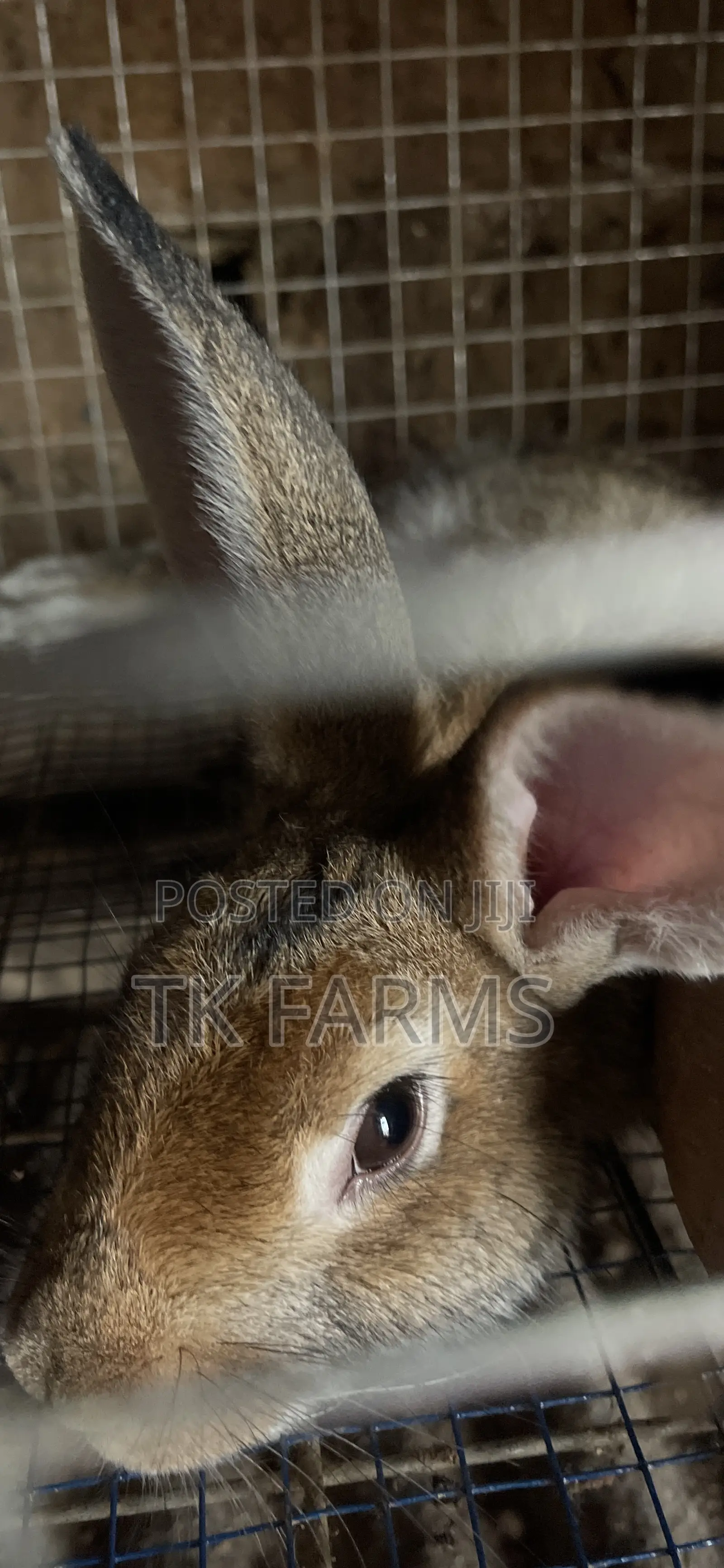 Meat Male Rabbits