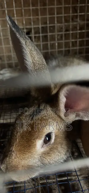 Meat Male Rabbits