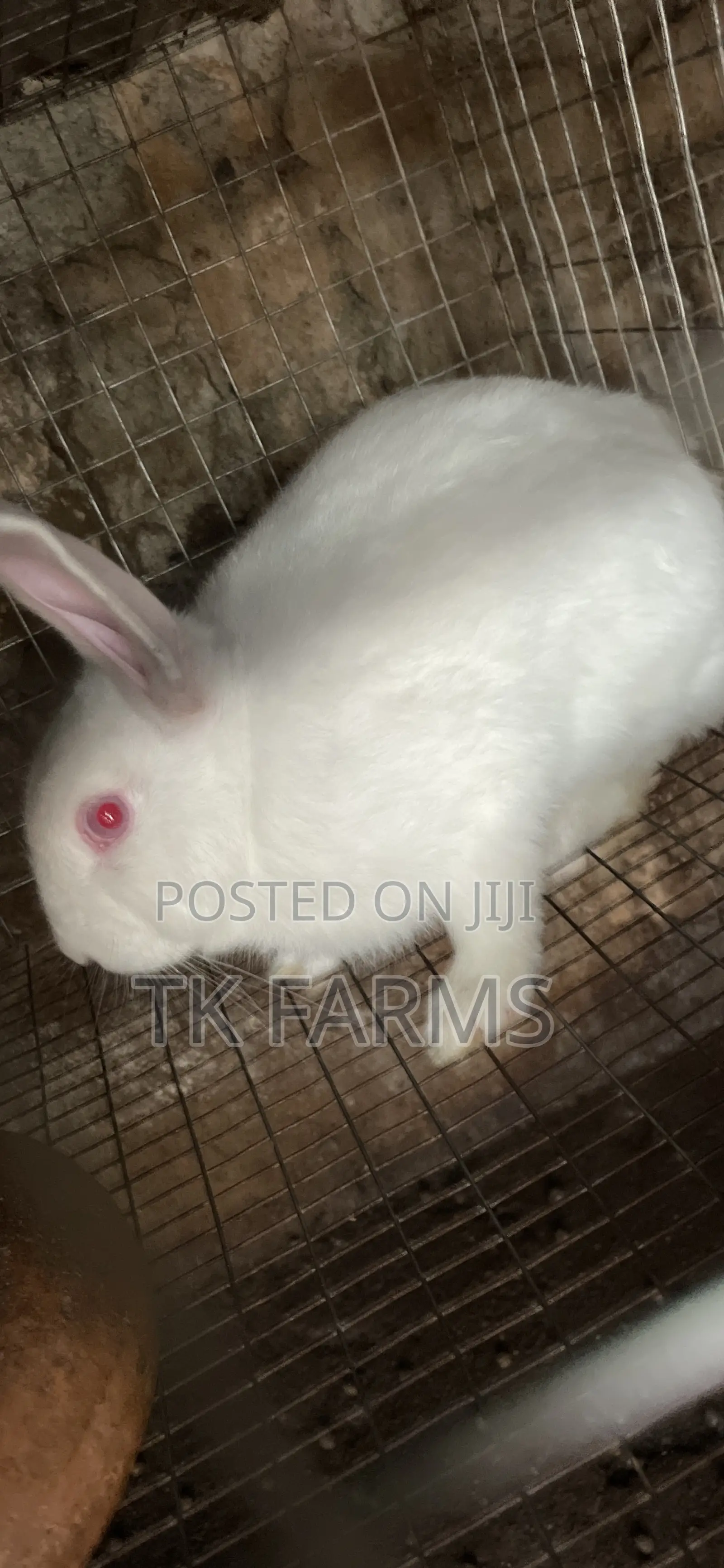 Meat Male Rabbits