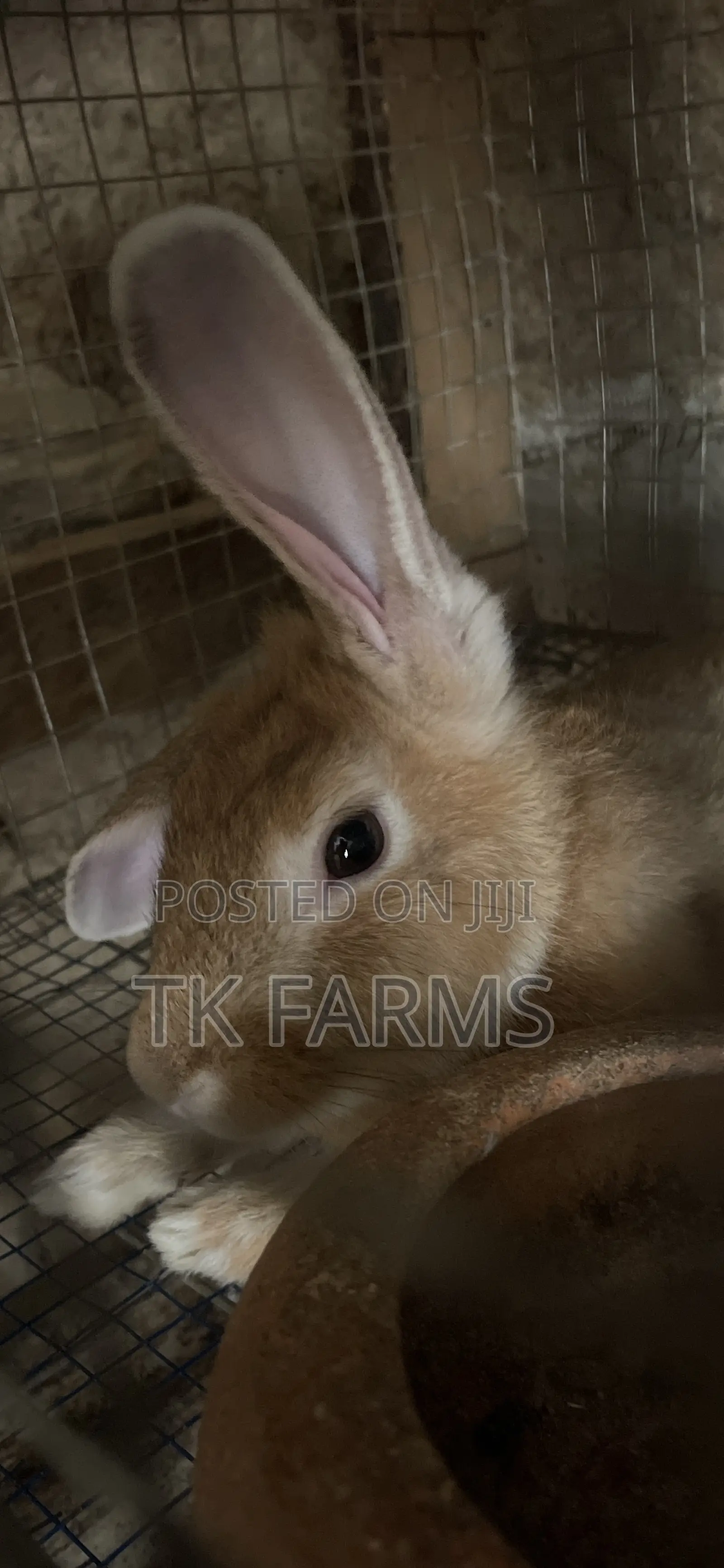 Meat Male Rabbits