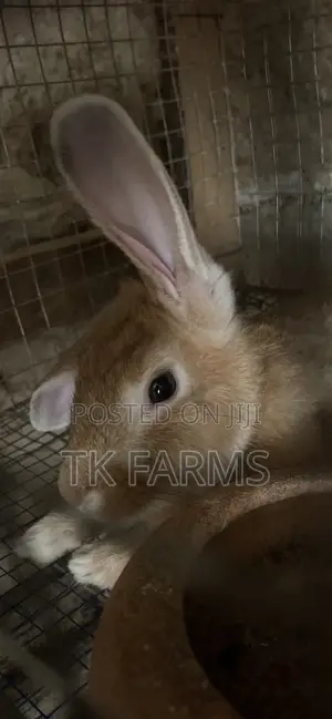 Meat Male Rabbits