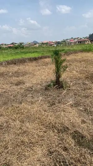 Half Plots, Full Plots for Car Swap