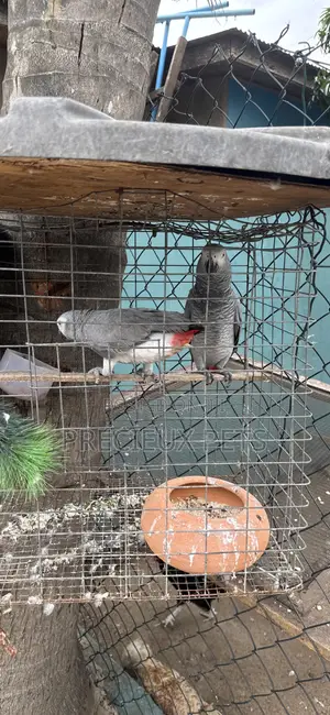 Family Pets Tagged -