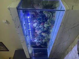 Honourable Aquarium With Live Fishes