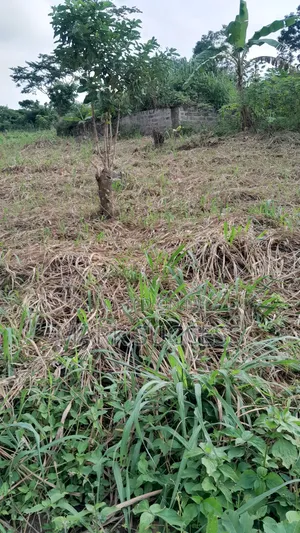 Registered Plots for Sale at Samsam Near Mayera Pokuase