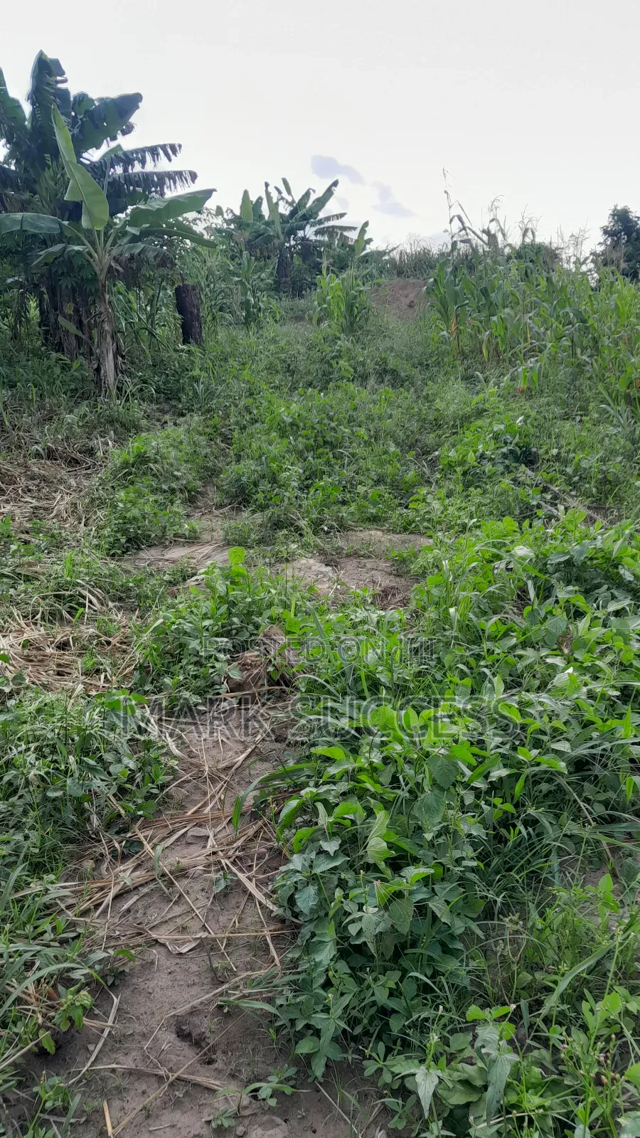 Registered Plots for Sale at Samsam Near Mayera Pokuase
