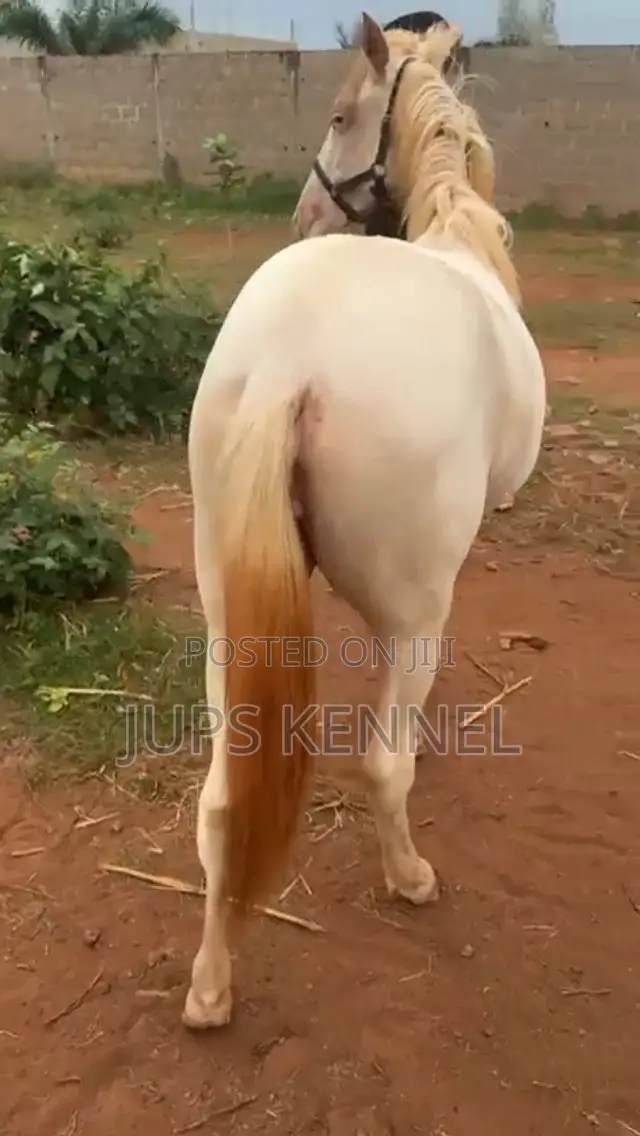 Horse (Pure Arewa Breed)