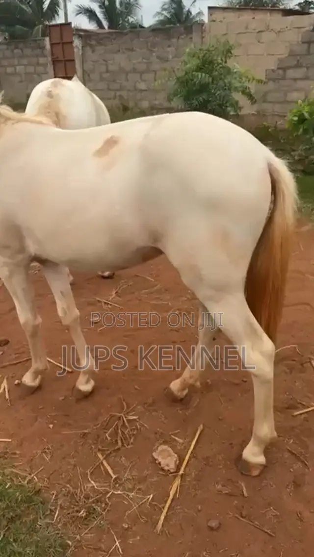 Horse (Pure Arewa Breed)