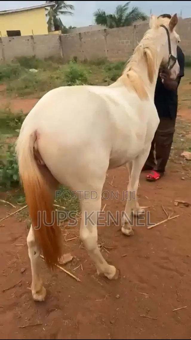 Horse (Pure Arewa Breed)