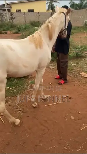Horse (Pure Arewa Breed)