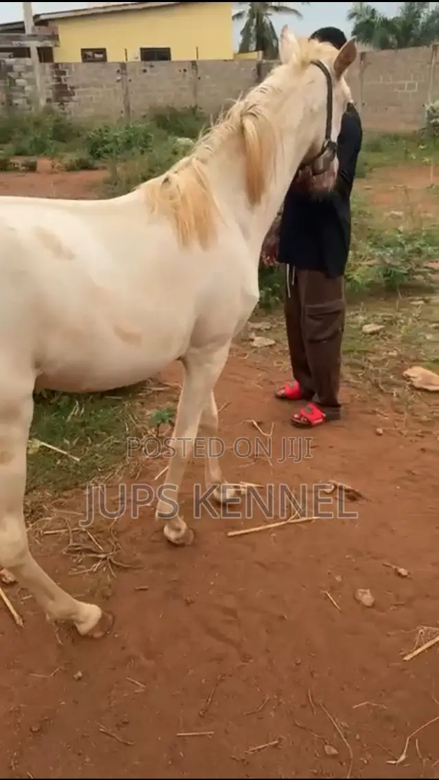 Horse (Pure Arewa Breed)