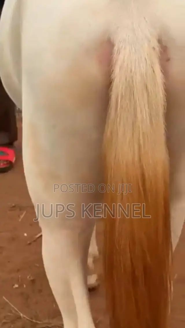 Horse (Pure Arewa Breed)