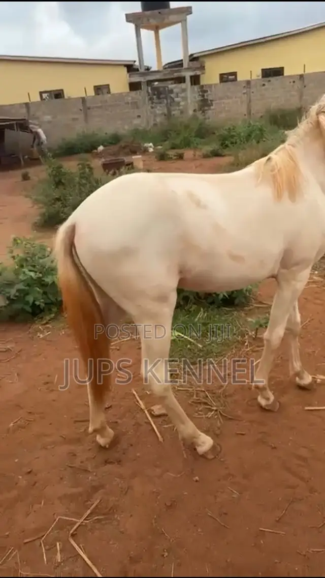 Horse (Pure Arewa Breed)