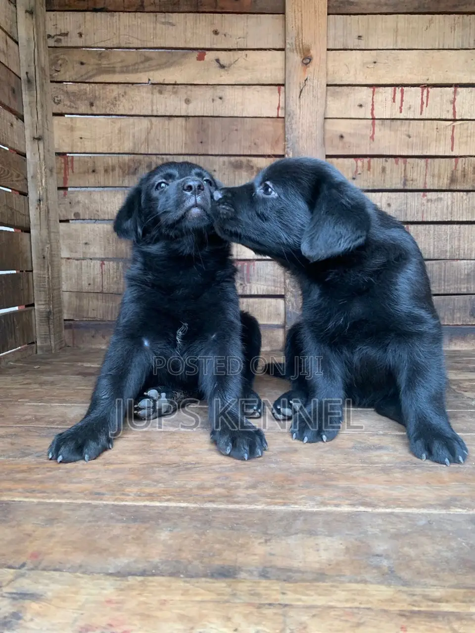 1-3 months Female Purebred Labrador Retriever