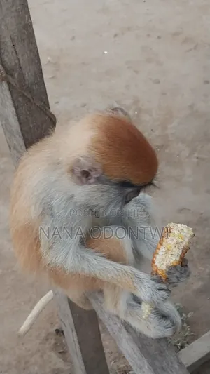 Lovely Monkeys