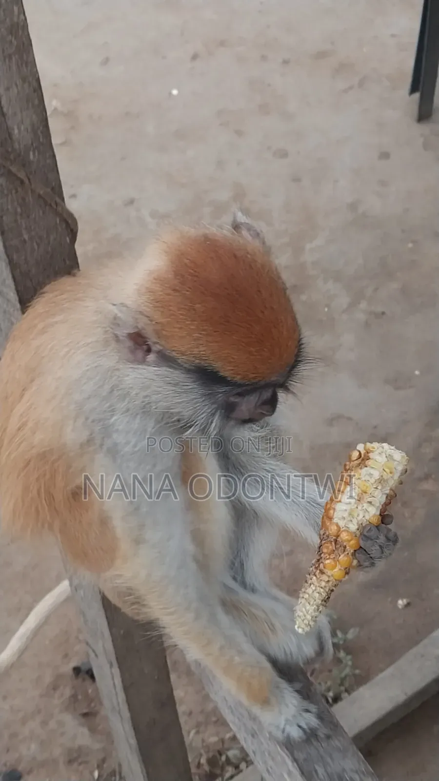 Lovely Monkeys