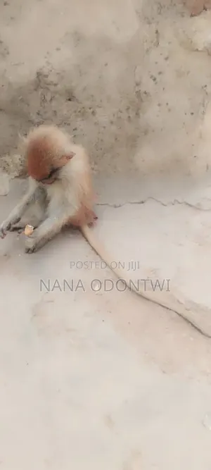 Lovely Monkeys