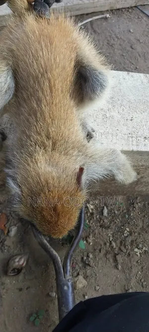 Lovely Monkeys