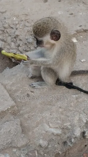 Tamed and Friendly Monkeys