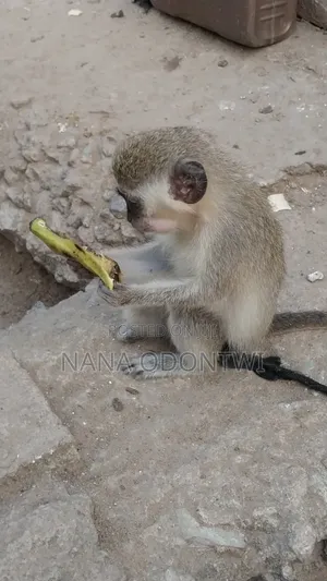 Tamed and Friendly Monkeys