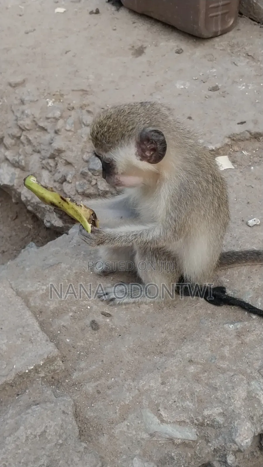 Tamed and Friendly Monkeys