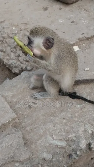 Tamed and Friendly Monkeys