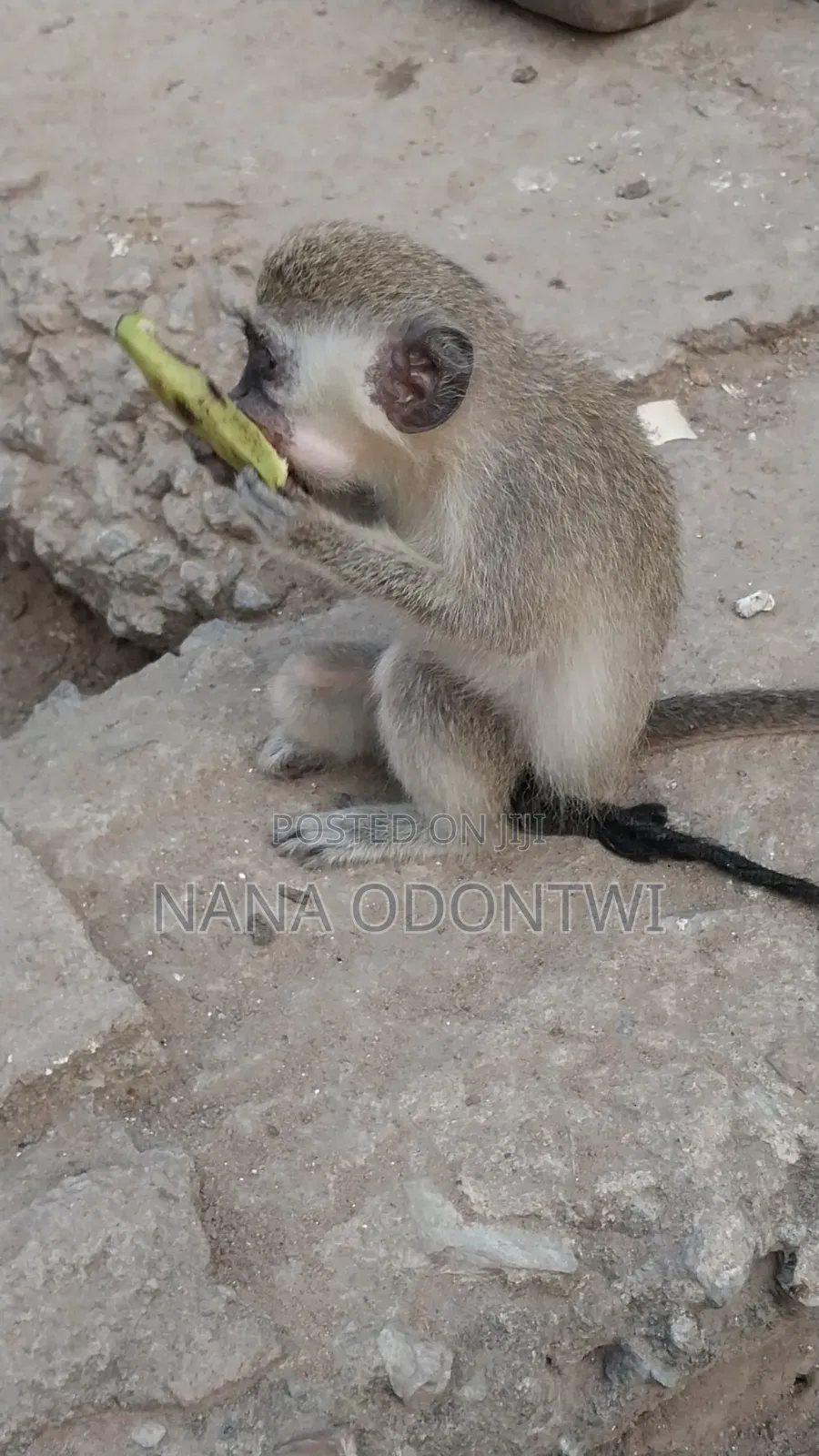 Tamed and Friendly Monkeys