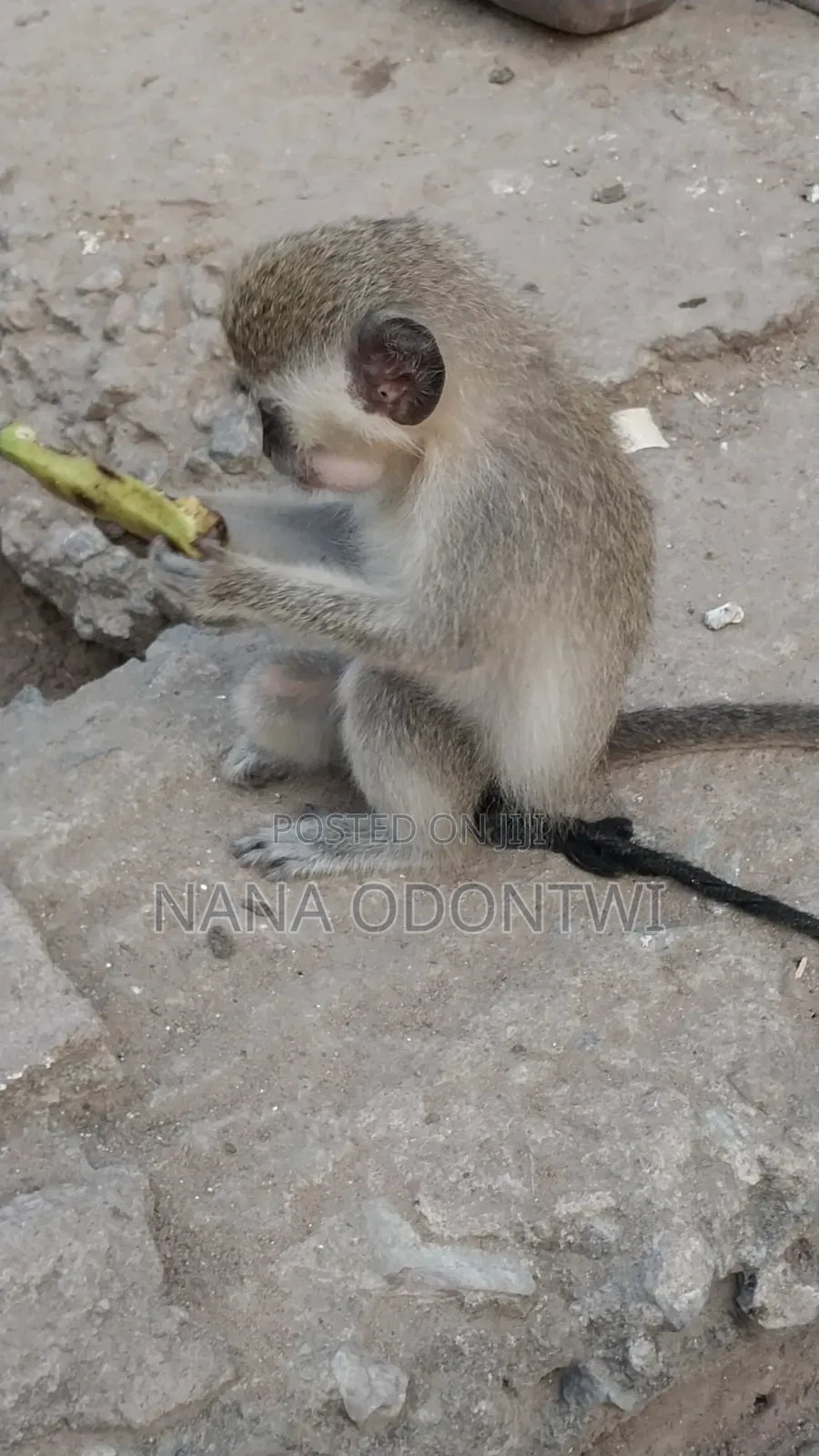 Tamed and Friendly Monkeys