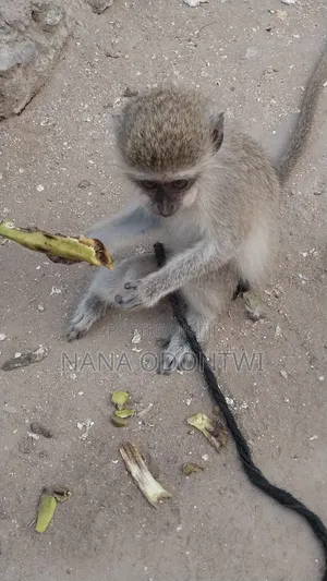 Tamed and Friendly Monkeys