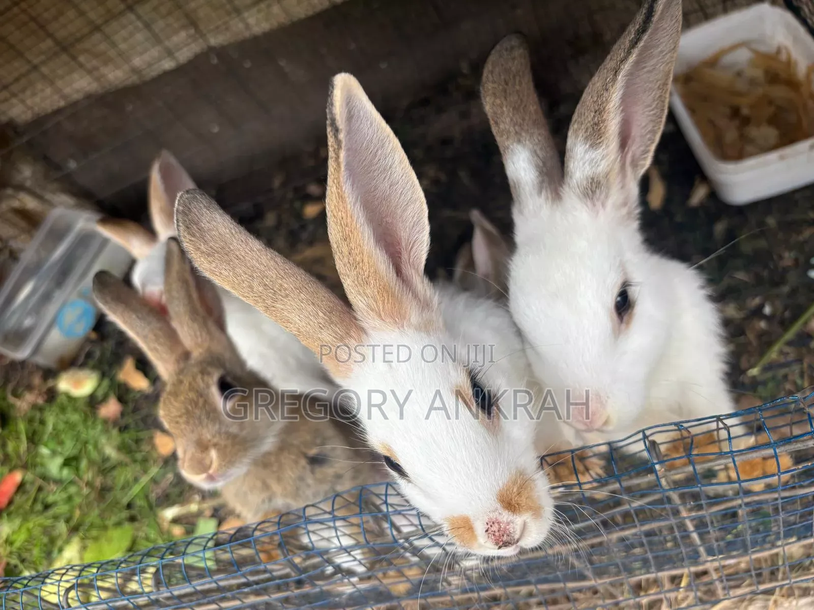 Matured Rabbits. Best Deals