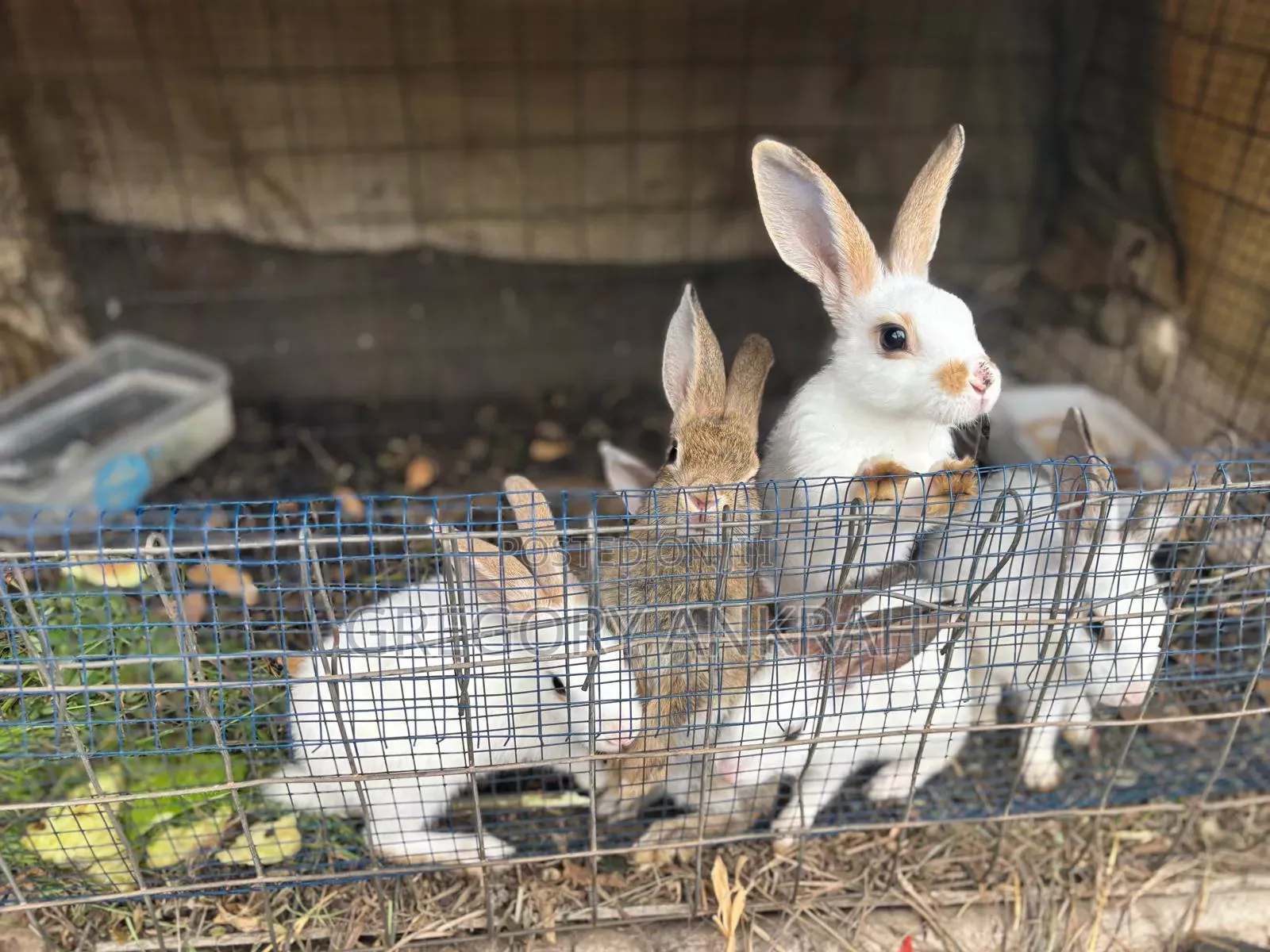 Matured Rabbits. Best Deals
