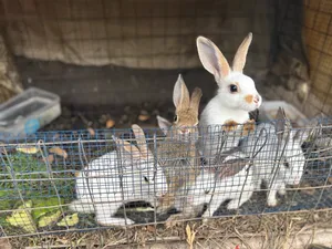 Matured Rabbits. Best Deals