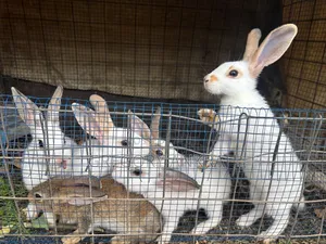 Matured Rabbits. Best Deals