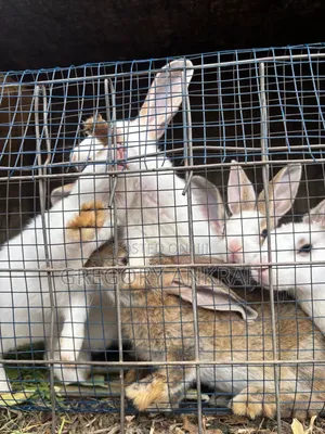 Matured Rabbits. Best Deals