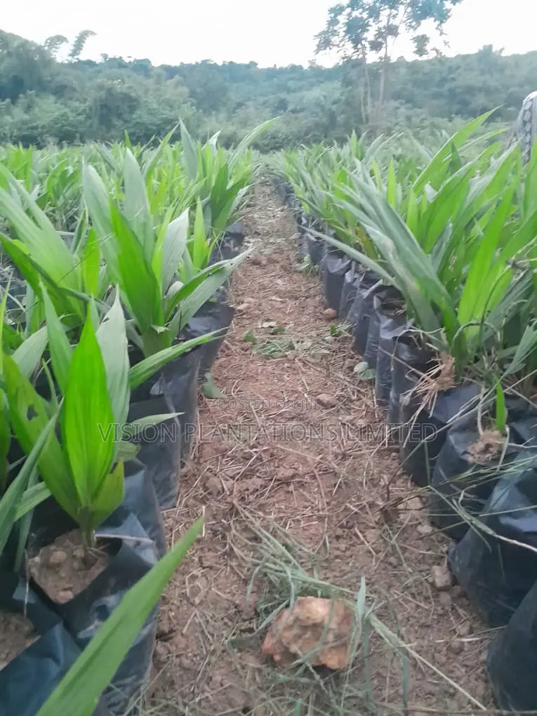 Hybrid Oil Palm Seedlings