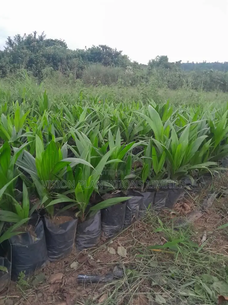 Hybrid Oil Palm Seedlings