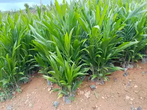 Hybrid Oil Palm Seedlings