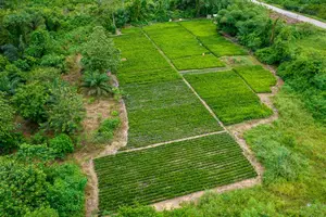 Hybrid Oil Palm Seedlings