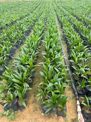 Hybrid Oil Palm Seedlings